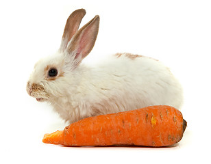 Image showing White small rabbit