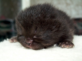 Image showing 5-days kitten