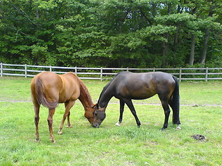 Image showing Horses at holiday
