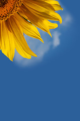 Image showing Sunflower