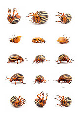 Image showing colorado potato beetles