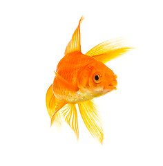 Image showing Goldfish