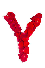 Image showing Letter Y made from red petals rose on white