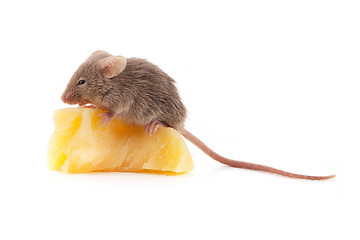 Image showing Mouse and cheese