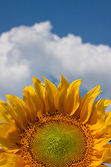 Image showing Sunflower