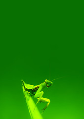 Image showing Green mantis 