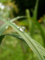 Image showing drop of rain 2