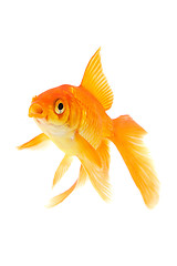 Image showing Goldfish