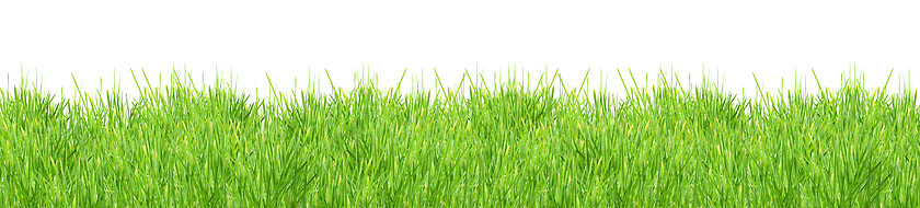 Image showing Isolated green grass