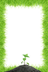 Image showing Green sprout 