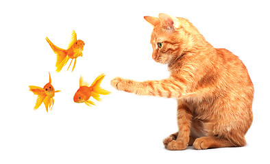 Image showing Cat playing with goldfishes