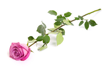 Image showing One fresh pink rose  over white background