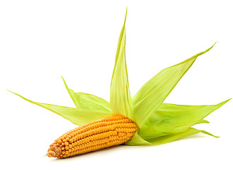 Image showing Corn