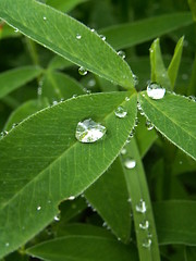 Image showing drop of rain