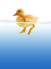 Image showing The yellow duckling swimming