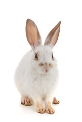 Image showing White small rabbit