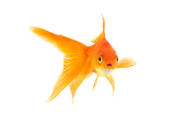 Image showing Goldfish