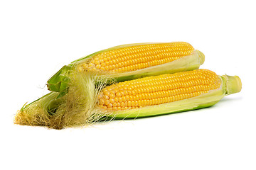 Image showing Ear of corns with husk. Isolated on white.