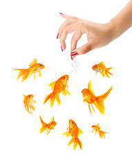 Image showing Woman feeding goldfishes