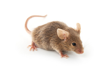 Image showing Small mouse