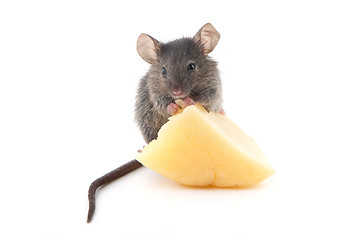 Image showing Mouse and cheese