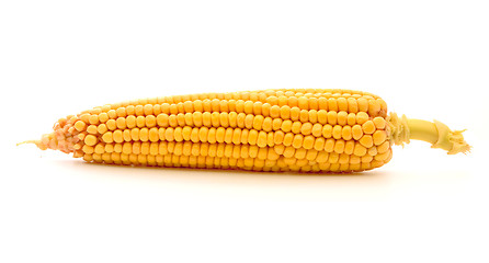 Image showing Corn