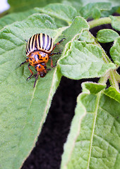 Image showing Colorado potato beetle