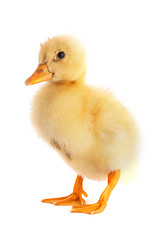Image showing The yellow small duckling