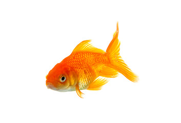 Image showing Goldfish