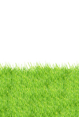 Image showing Grass