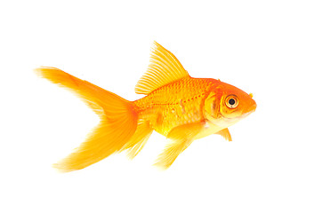 Image showing Goldfish