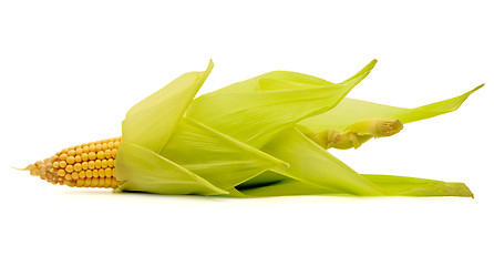 Image showing Corn