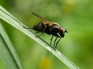 Image showing fly