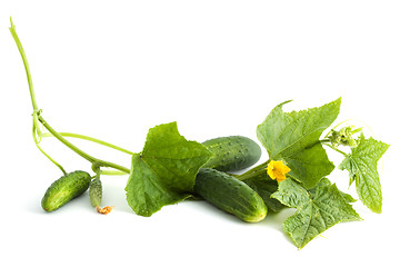 Image showing The cucumber white flowers 