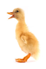 Image showing The yellow small duckling