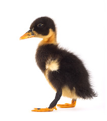 Image showing The black small duckling