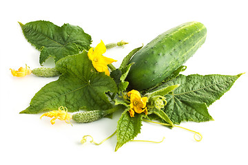 Image showing The cucumber white flowers 