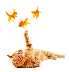 Image showing Goldfishes and cat