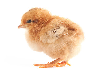 Image showing The yellow small chick