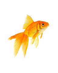 Image showing Goldfish