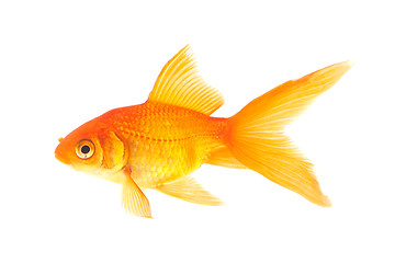 Image showing Goldfish