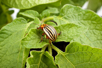 Image showing Colorado potato beetle