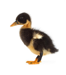 Image showing The black small duckling