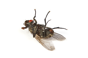 Image showing Fly isolated on white. Macro shot of a dead housefly