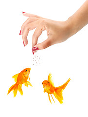 Image showing Woman feeding goldfishes