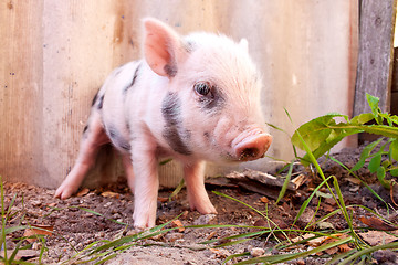 Image showing Close-up of a cute muddy piglet running around outdoors on the f