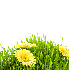 Image showing Isolated green grass with yellow flowers