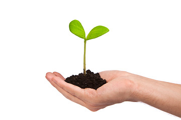 Image showing Male hand hold a small sprout and an earth handful