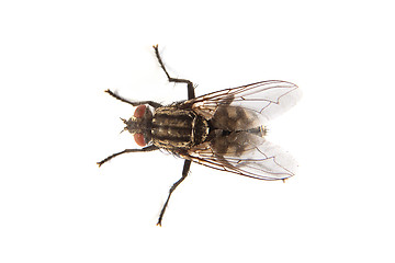 Image showing Fly isolated on white. Macro shot of a housefly,