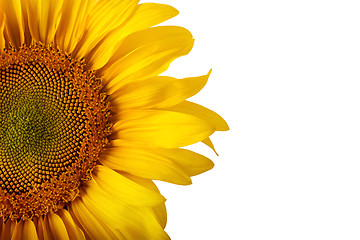 Image showing The beautiful sunflower